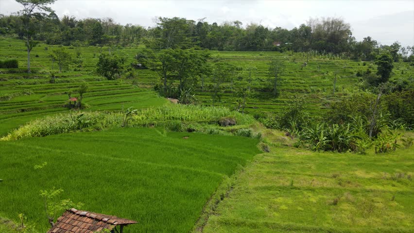 Drone view of stunning green terraced rice fields on a steep hillside.