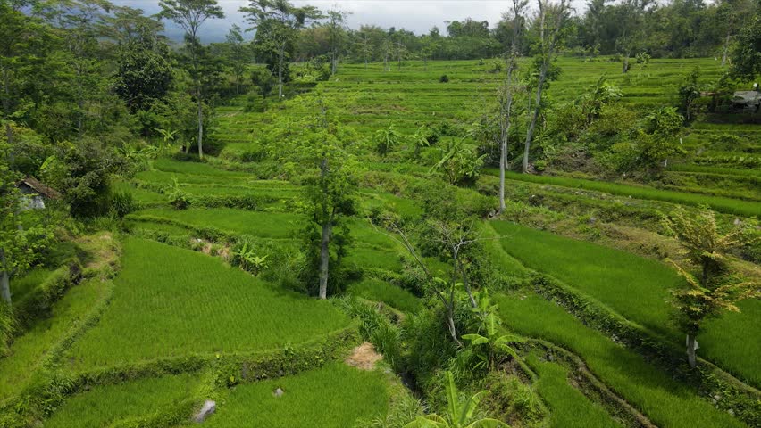 Drone view of stunning green terraced rice fields on a steep hillside.