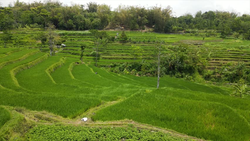 Drone view of stunning green terraced rice fields on a steep hillside.
