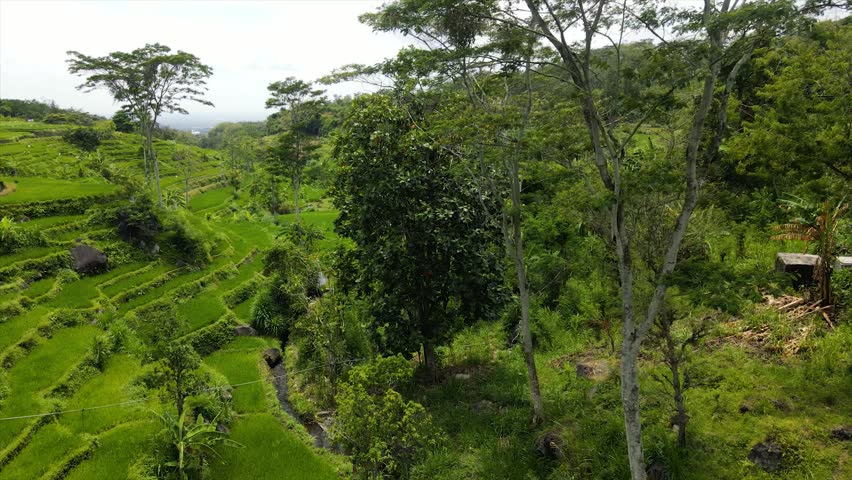 Drone view of stunning green terraced rice fields on a steep hillside.