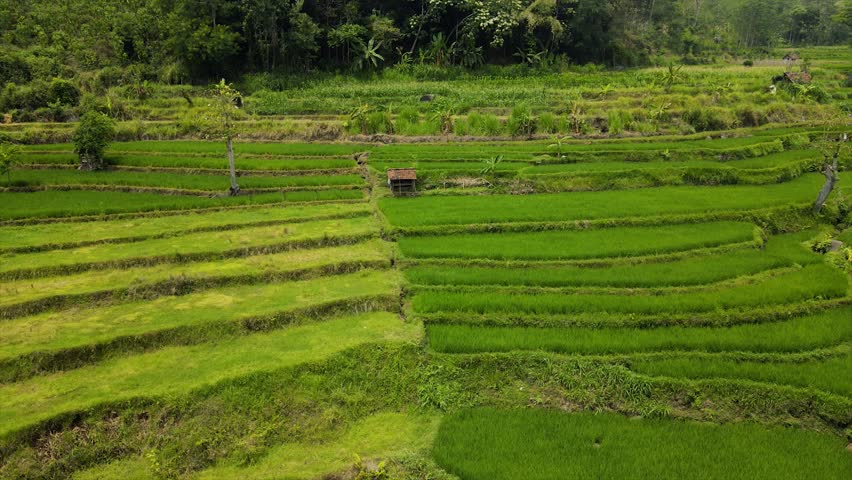 Drone view of stunning green terraced rice fields on a steep hillside.