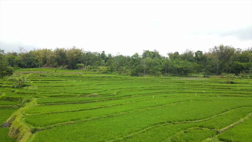 Drone view of stunning green terraced rice fields on a steep hillside.