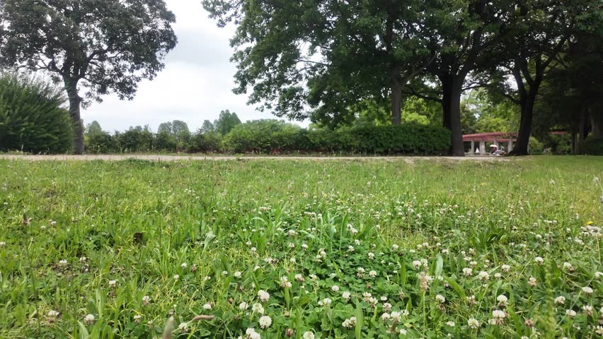 Low angle view of a grassy park covered with white clovers under a cloudy sky