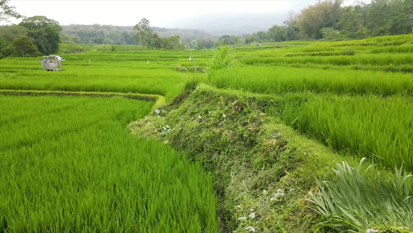 A beautiful view of lush green terraced rice fields under a misty mountain sky.