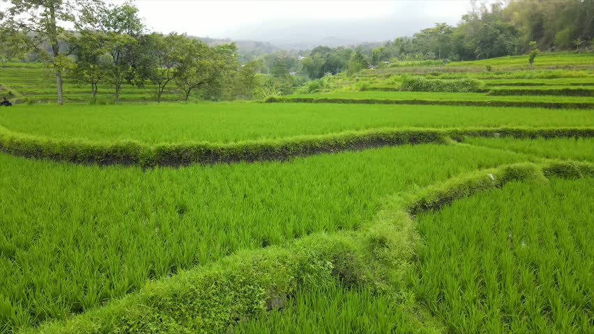 A beautiful view of lush green terraced rice fields under a misty mountain sky.
