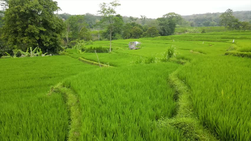 A beautiful view of lush green terraced rice fields under a misty mountain sky.