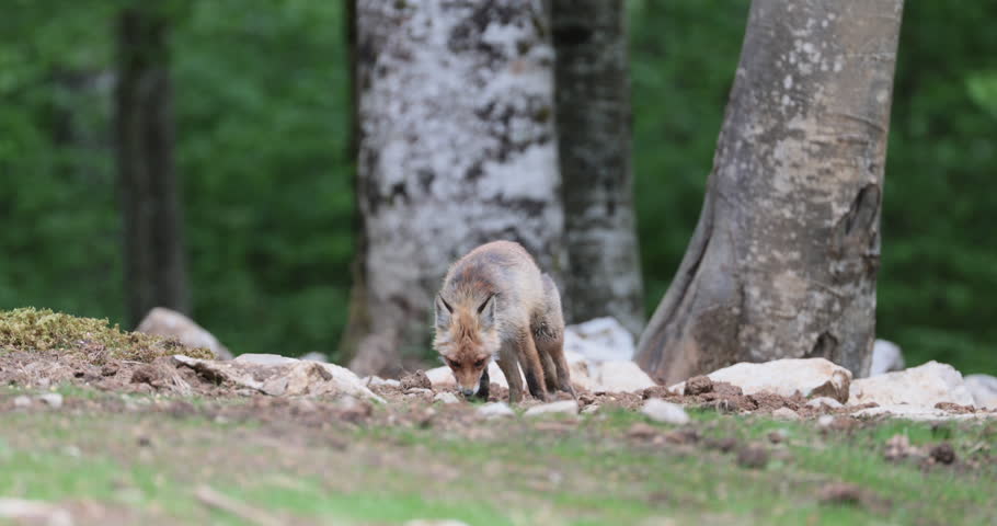 Red fox on the Slovenian forest