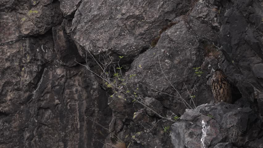 Male owl on the rock in wind.  Wildlife scene from wild nature. Big Eurasian Eagle Owl, Bubo bubo, Stone forest with owl. Owl neseting behaviour, Czech Republic.