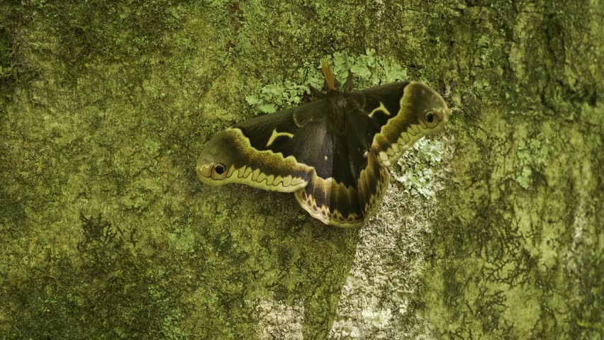 Tuliptree Silk Moth Crawling on Tree Bark in Forest