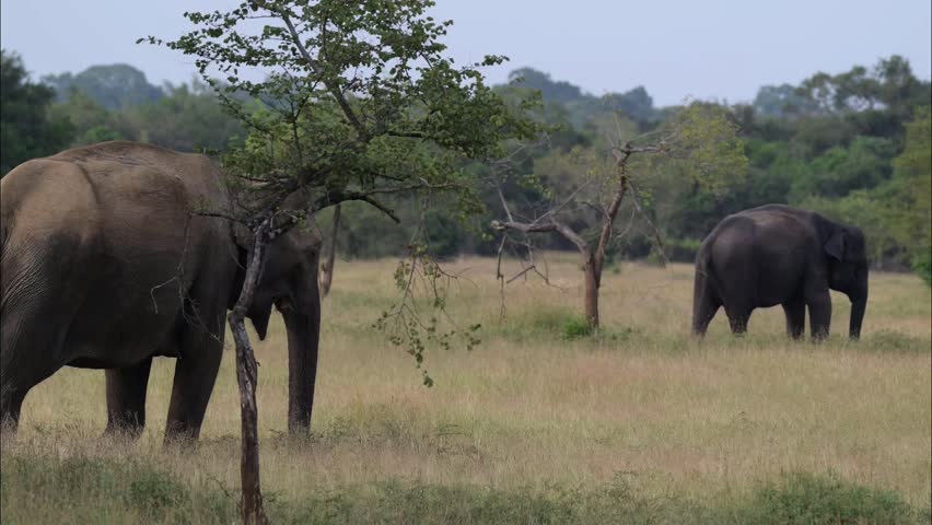 Elephant herd with calf in Wasgamuwa National Park 