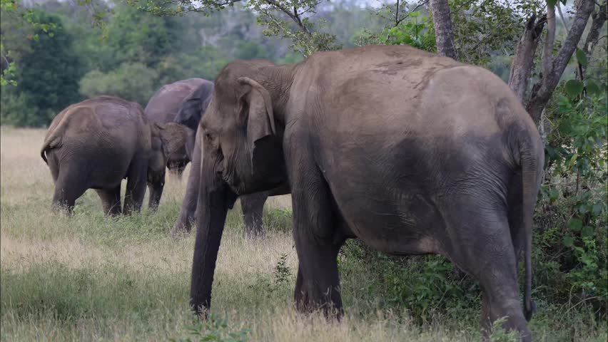 Elephant herd with calf in Wasgamuwa National Park 