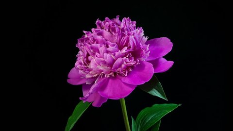 Timelapse of pink peony flower slowly blooming on black background