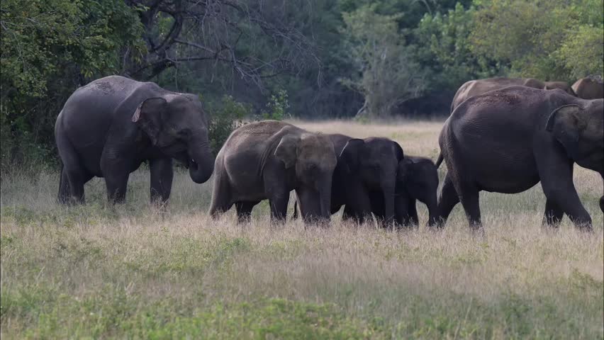 Elephant herd with calf in Wasgamuwa National Park 