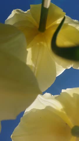 Bottom-up view of a group of yellow tulips growing close together