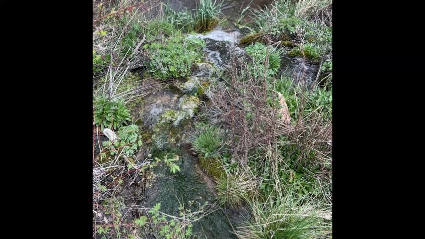 Mountain spring in Wasatch forest