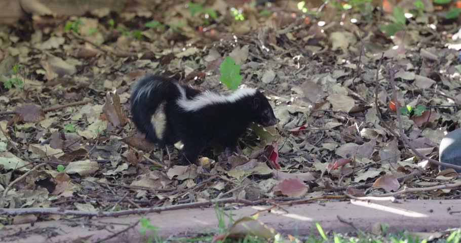 A young baby skunk searching for food under dry autumn leaves