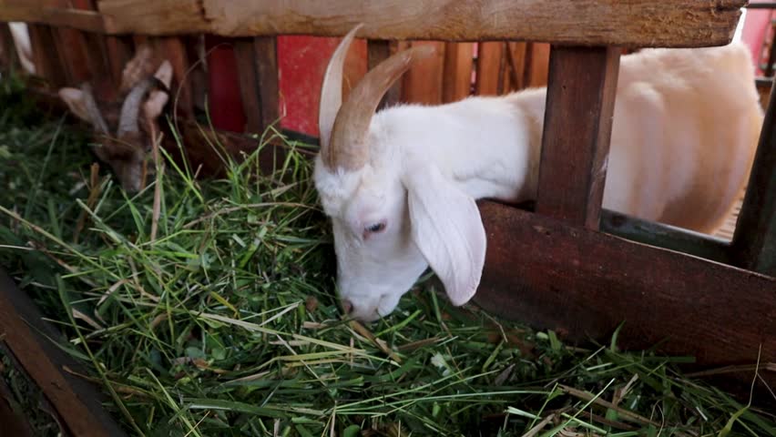 Boer goats in a pen on a farm,Malang, May 23,2026