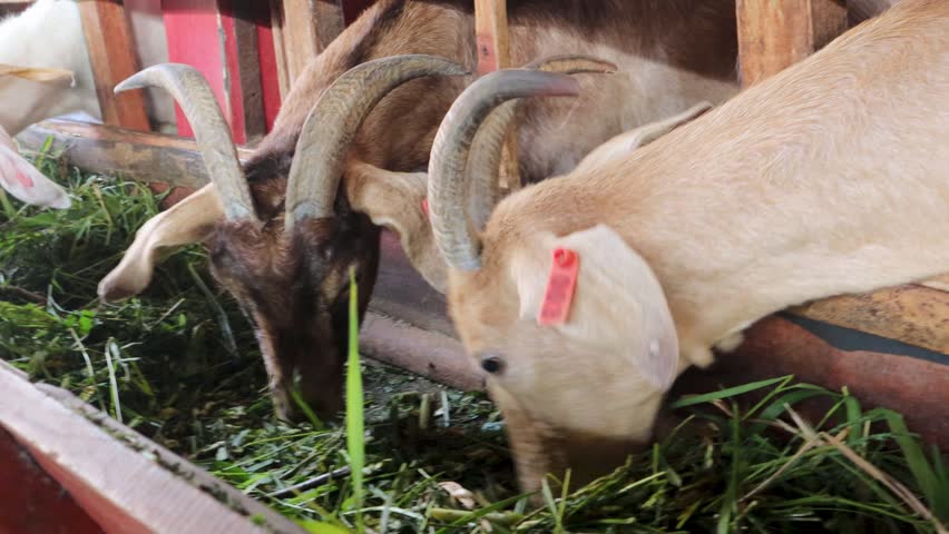 Boer goats in a pen on a farm,Malang, May 23,2026