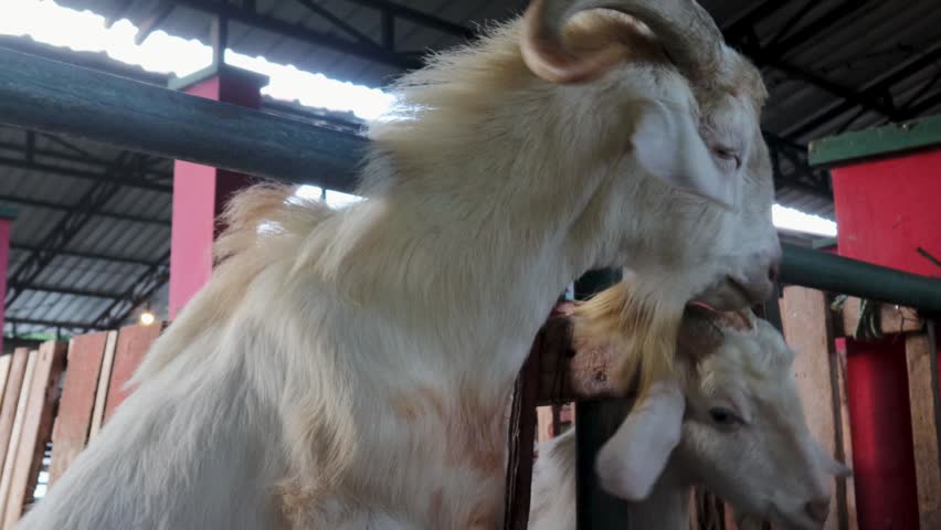 Boer goats in a pen on a farm,Malang, May 23,2026