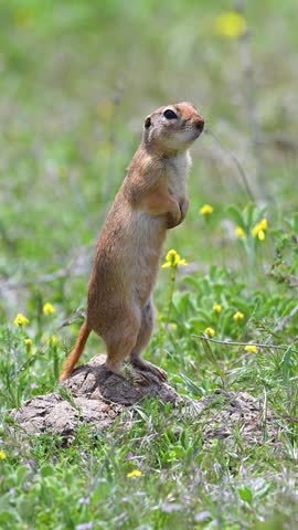 The adorable Anatolian ground squirrel (Spermophilus xanthoprymnus) standing upright on its hind legs in its natural habitat.