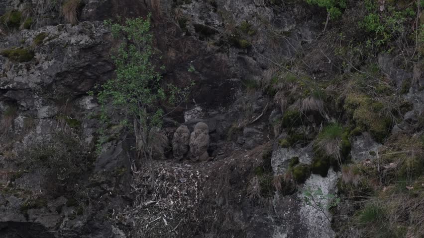 Eagle-owl female and four chicks, rare sighting while feeding on the nest. Big Eurasian Eagle Owl, Bubo bubo, mother with chick in rock. Stone forest with owl. Bird behaviour. Rock bird nest.