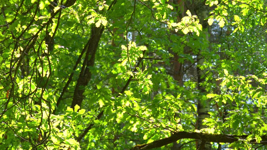 Sunlit Oak Tree Canopy On the Wind — Bright Green Summer Forest Leaves, Woodland Backlight, Nature Therapy Background