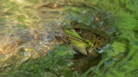 A male Northern Green Frog (Rana clamitans melanota) looks out over the surface of a shallow creek.