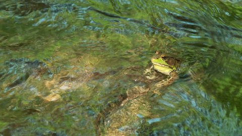 A male Northern Green Frog (Rana clamitans melanota) looks out over the surface of a shallow creek.