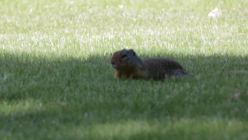 Columbia ground squirrel (Urocitellus columbianus) on a grass lawn