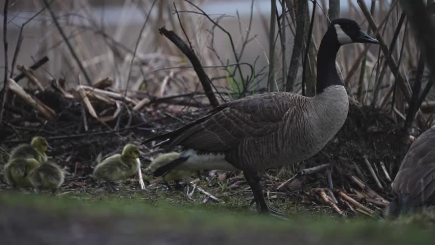 Low-angle wildlife footage of a Canada goose mother leading her young goslings across grassy ground in spring. The adult goose is clearly visible at the beginning of the clip before moving forward, leaving several newly hatched goslings exploring and pecking at the ground in search of food. The young birds display natural foraging behavior while remaining close to their parent, illustrating themes of family, protection, parenting, growth, and early life in the wild. Captured from ground level, the footage offers an intimate perspective of Canada geese and their offspring in a natural outdoor setting.