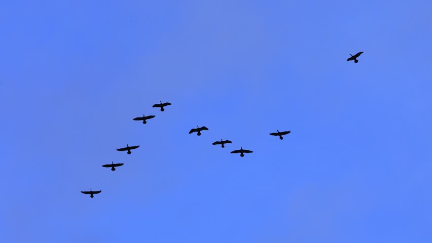 Flock Of Geese Flying Across Blue Sky In Migration Season. Migrating Geese Formation Flying Through Cloudy Blue Sky