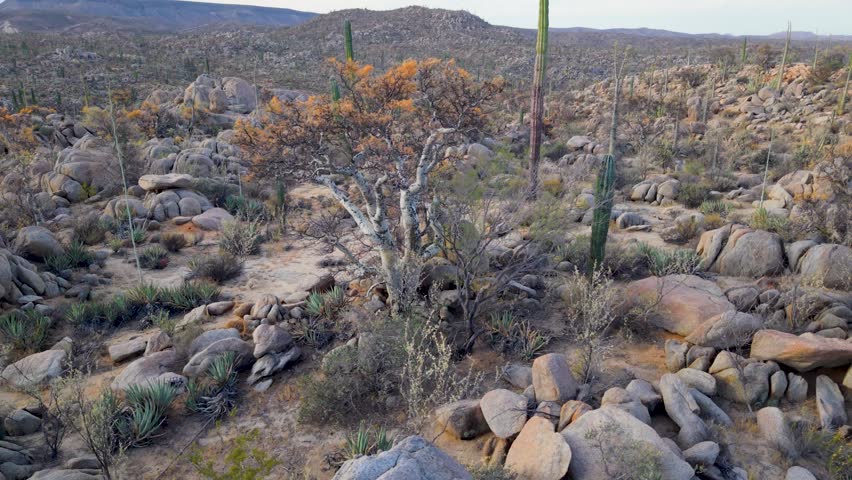 Watch sunrise over Catavina in Baja California, Mexico showing various desert plants and their unique features in the oasis landscape.