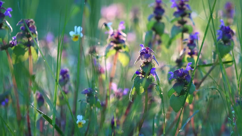 Purple Dead Nettle And Wild Pansy Flowers In Rain Wind Nature Video. Lamium Purpureum Wildflowers Swaying In Rain Spring Meadow Footage. Wild Meadow Flowers Moving In Wind During Rainfall Nature Slow Motion, Selective Focus, Bokeh