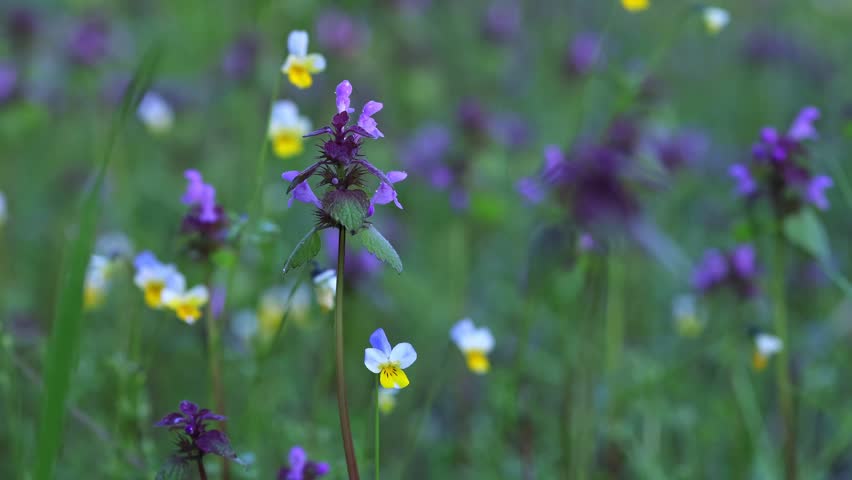 Purple Dead Nettle And Viola Flowers In Rain Cinematic Footage. Spring Wildflowers In Rain And Wind Meadow Nature Background Video. Wild Meadow Flowers Moving In Wind During Rainfall Nature Slow Motion, Selective Focus, Bokeh