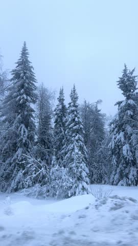 A trip along the winter road past the fir forest. View of the snow-covered trees from the window of a moving car. The reflection of the winter forest in the side view mirror. Trees covered with snow.
