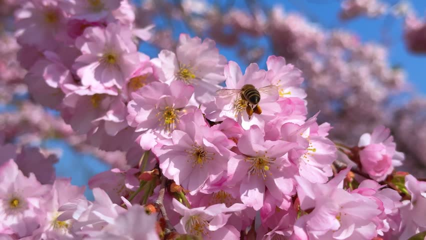 Sakura cherry pink  blossom with bee