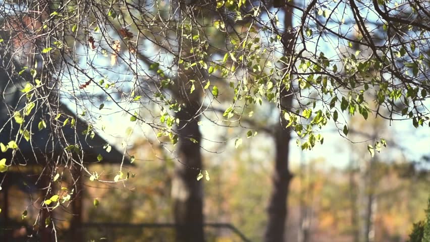 Autumn park with falling leaves background. Beautiful tree with colorful leaves swirling, fluttering in the wind on a tree. Orange, red and yellow colors. Slow motion