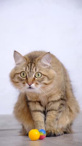 Serious cat carefully watching something, staring with intense. Face expressions. Animal behavior. Close up furry tabby cat, hunting, preparing attaks