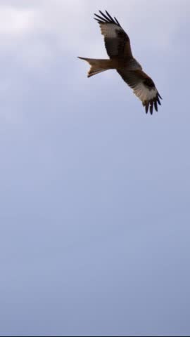 Bird Soaring Across Gray Sky, Cinematic Closeup Of Raptor Gliding With Spread Wings, Detailed Feather Texture,