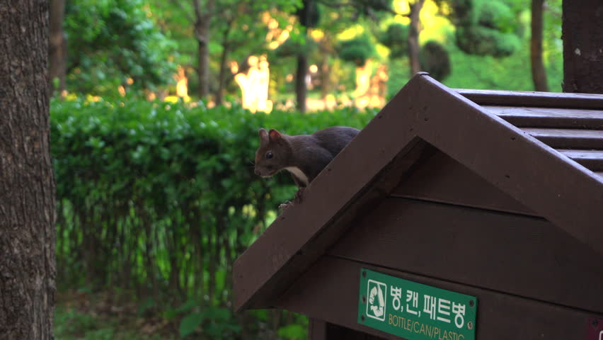 Small cute squirrel in nature