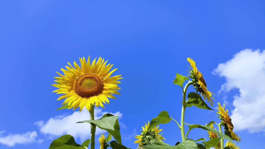 Sunflowers in Full Bloom Swaying in the Wind Against a Blue Sky