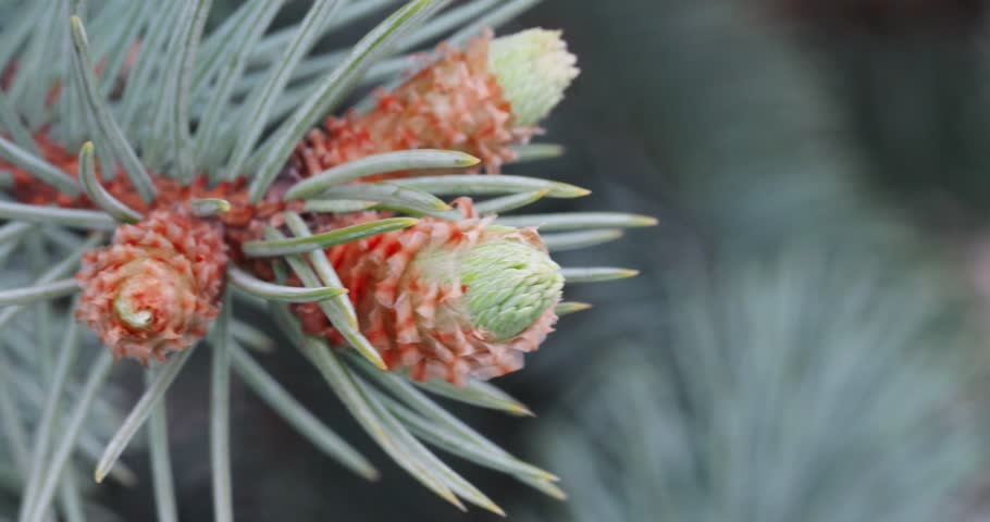 Macro of Young Pine Cones on Blue Spruce Branch