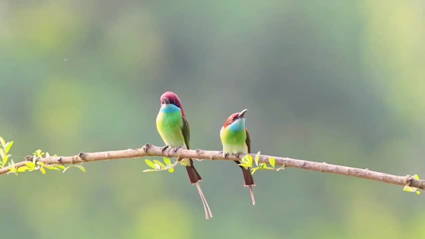 A beautiful pair of Blue-throated Bee-eaters (Merops viridis) perched side by side on a slender tree branch, captured in a natural, soft-focus environment.