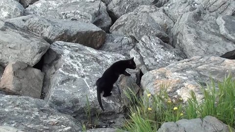 Black cat walks on rocks, trekking shot