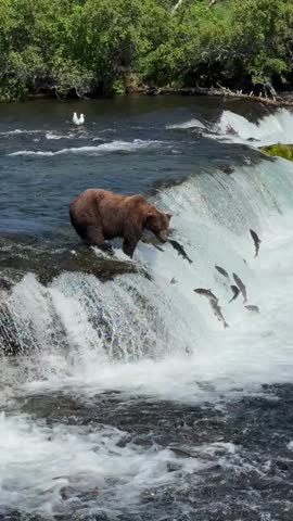 A large brown bear stands at the edge of a waterfall in Katmai National Park, Alaska, waiting to catch leaping sockeye salmon during the annual run.