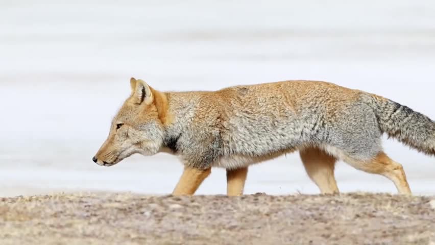 A Tibetan fox (Vulpes ferrilata) walking across the dry, grassy terrain of the Sanjiangyuan National Nature Reserve in Qinghai, China.