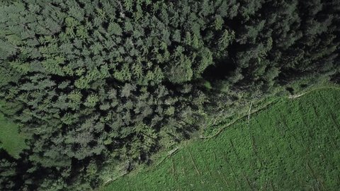 Forward Top Down Drone View over Dense