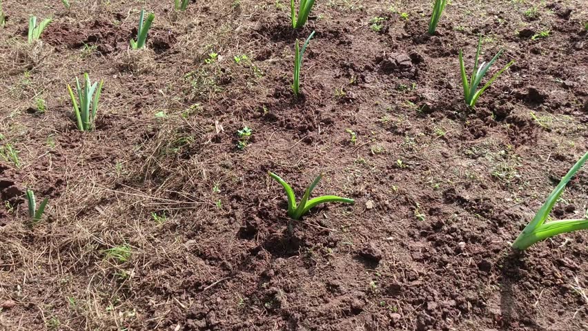 Tracking shot across a rural muddy ladang field filled with fresh small taro plants starting to grow.