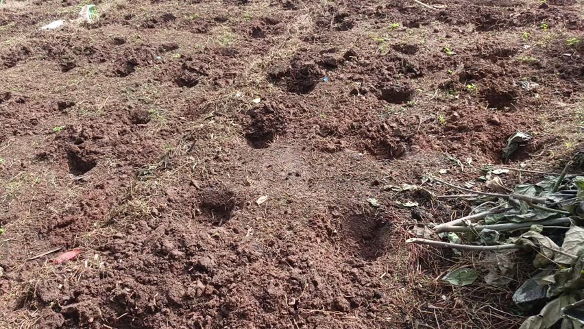 Wide landscape footage of a newly ploughed agricultural field with freshly planted taro sprouts in the mud.