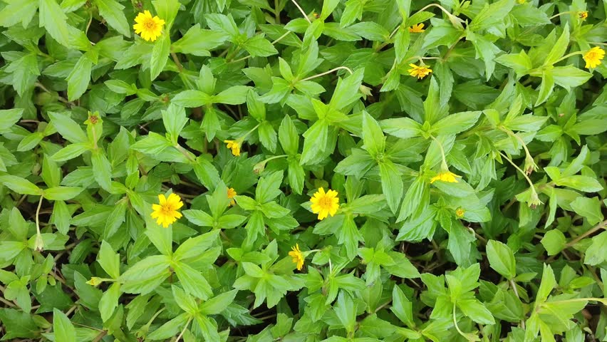 Vibrant yellow daisy-like flowers with glossy green leaves